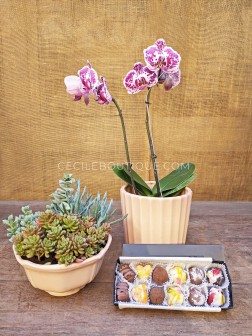 Lazo invisible - Orquídea y chocolates